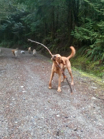 Trail Dogs