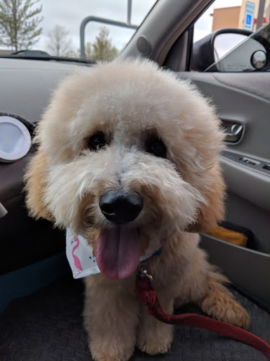 Pet Supply Store «PetSmart», reviews and photos, 3210 E Lynn Blvd, Sterling, IL 61081, USA