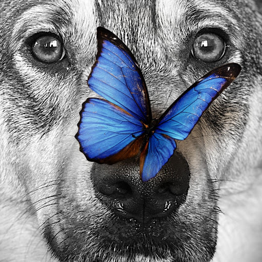 Pet Supply Store «Petco Animal Supplies», reviews and photos, 474 228th Ave NE, Sammamish, WA 98074, USA