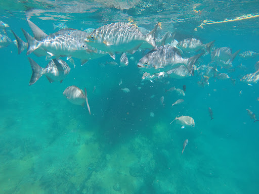 Dive Shop «Sea Experience Glassbottom Snorkel and Dive Tours», reviews and photos, 801 Seabreeze Blvd, Fort Lauderdale, FL 33316, USA