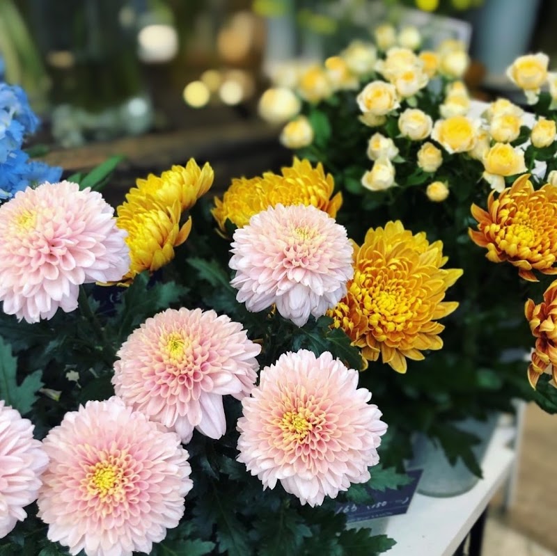 Flower Shop KAMON : KASUMI OOHO
