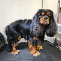 Pawparazzi Grooming & Petsitting - Photo 7 - Car repair in Millcreek, UT, Salt Lake City