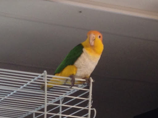 Bird Shop «BirdFarm Superstore», reviews and photos, 6360 Suncoast Parkway, Homosassa, FL 34446, USA