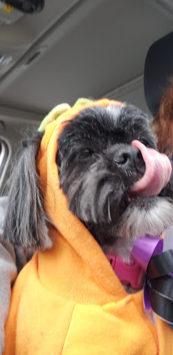 Pet Groomer «Affordable Family Pet Grooming», reviews and photos, 222 N Main St, Fond du Lac, WI 54935, USA