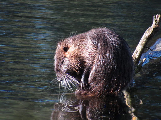 Golf Course «Eastmoreland Golf Course», reviews and photos, 2425 SE Bybee Blvd, Portland, OR 97202, USA