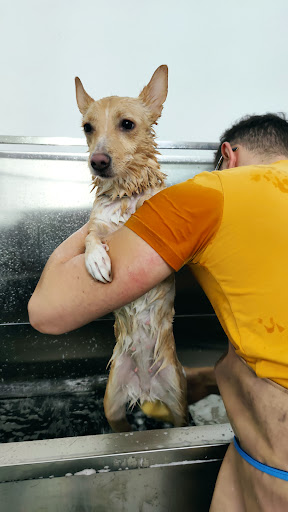 Pensioni per cani e dog hotel a L'oasi dei cuccioli