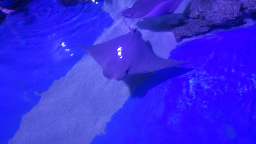 Aquarium «Clearwater Marine Aquarium», reviews and photos, 249 Windward Passage, Clearwater, FL 33767, USA