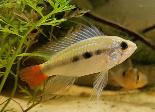 Pet Supply Store «IncrediPet», reviews and photos, 306 Southland Dr, Lexington, KY 40503, USA