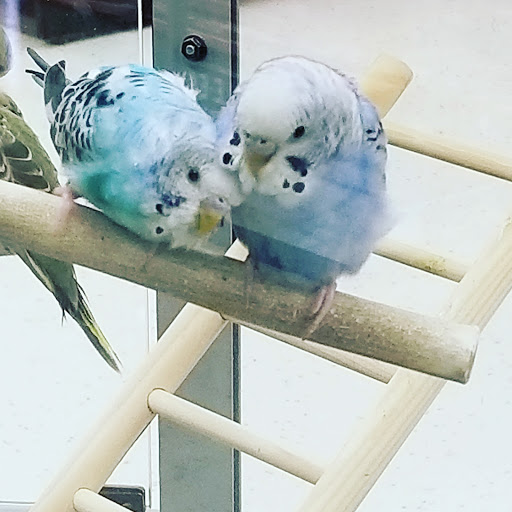 Pet Supply Store «Petco Animal Supplies», reviews and photos, 364 Randall Rd, South Elgin, IL 60177, USA