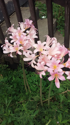 Park «Algonquin Park», reviews and photos, 1614 Cypress St, Louisville, KY 40210, USA