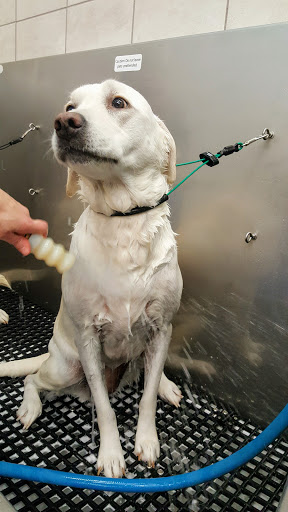 Pet Supply Store «Pet Supplies Plus», reviews and photos, 101 Sutton Ave, Oxford, MA 01540, USA