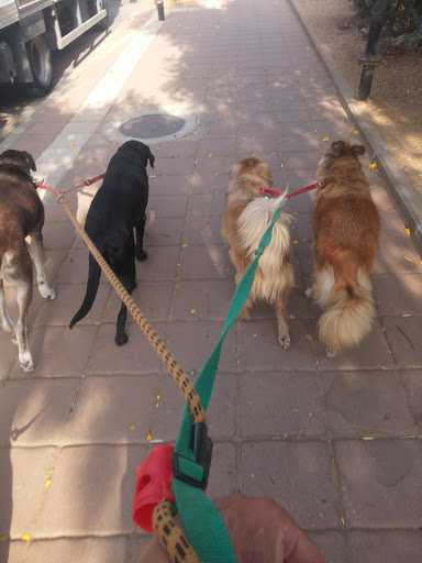 פארק כלבים