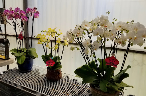 Formosa Orchid Nursery
