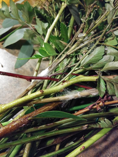 Florist «Westover Hills Florist by HFD», reviews and photos, 114 N Ellison Dr #108, San Antonio, TX 78251, USA