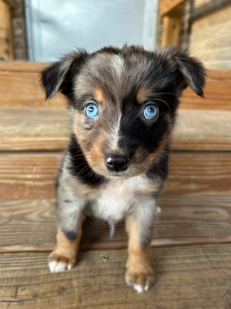 Pebble Creek Kennels