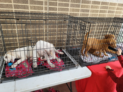 Pet Supply Store «Petco Animal Supplies», reviews and photos, 2241 Porter Creek Dr, Fort Worth, TX 76177, USA