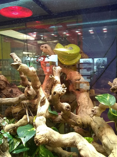 Pet Store «Tye-Dyed Iguana - Reptiles», reviews and photos, 1905 W U.S. 50, Fairview Heights, IL 62208, USA