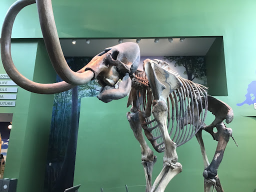 Natural History Museum «Florida Museum of Natural History», reviews and photos, 3215 Hull Rd, Gainesville, FL 32611, USA