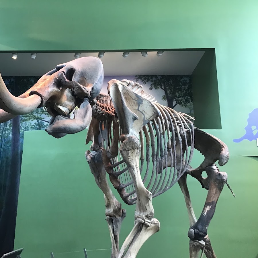 Florida Museum of Natural History-Exhibits