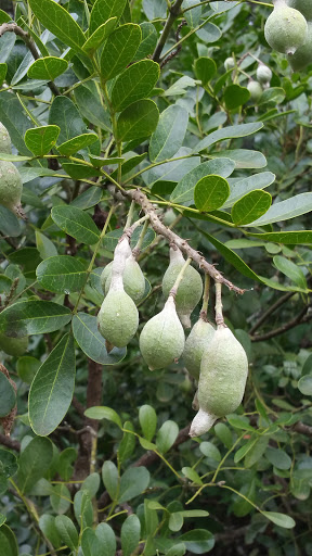 Nature Preserve «Warbler Woods», reviews and photos, 19349 Old Wiederstein Rd, Cibolo, TX 78108, USA