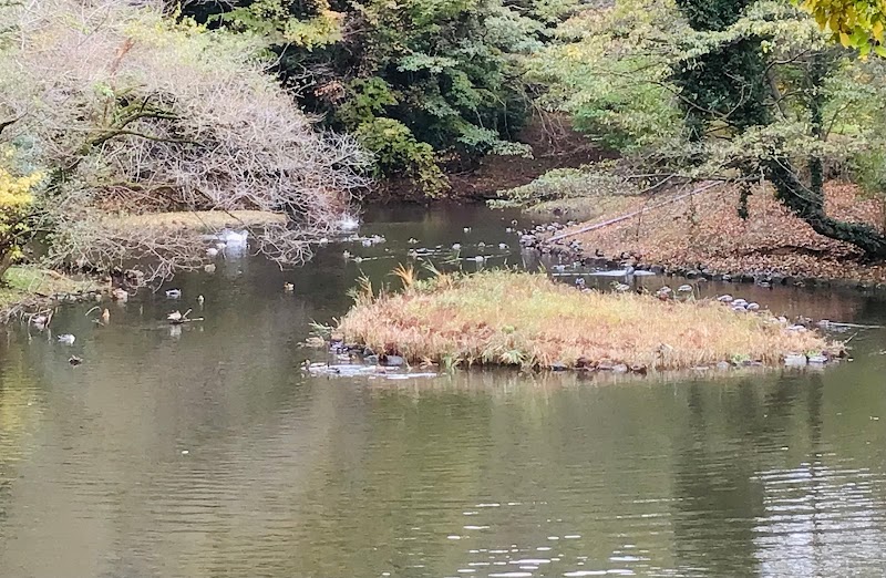 水鳥の池