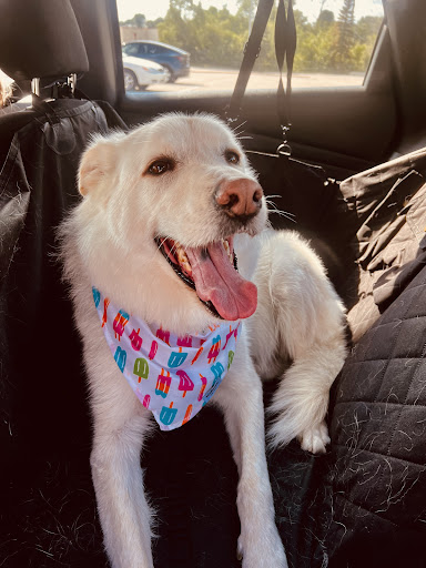 Pet Supply Store «PetSmart», reviews and photos, 1300 John F Kennedy Rd, Dubuque, IA 52002, USA