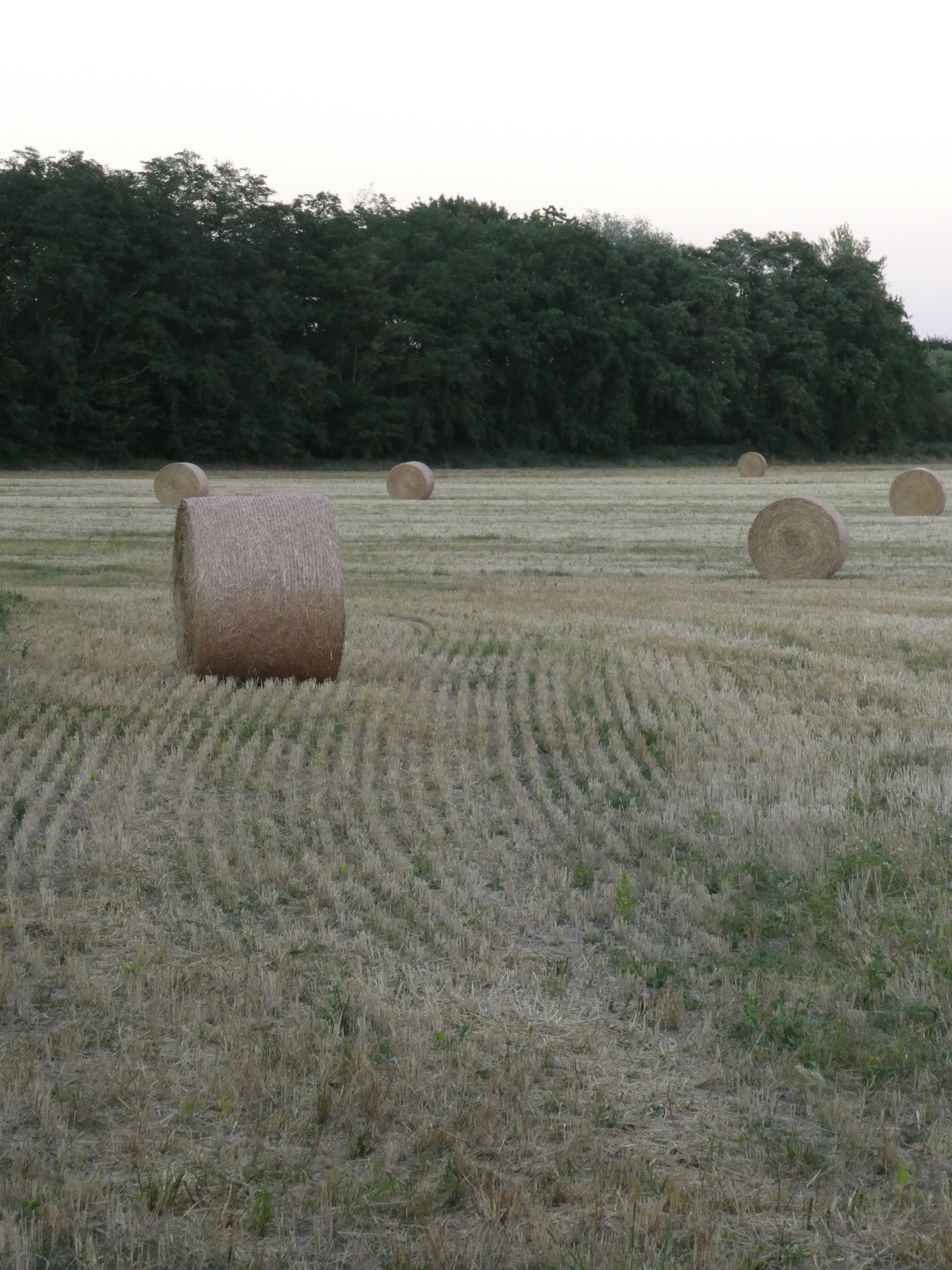 Photo n° 2 de l'avis de Patou. fait le 28/07/2020 à 07:56
