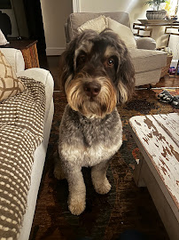 Professional Pet Styling - Photo 2 - Car repair in Lynchburg, VA, Lynchburg