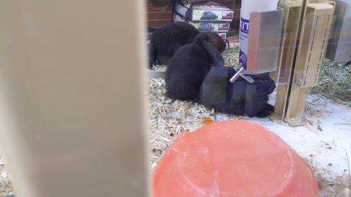 Pet Supply Store «Pet Supermarket, Inc.», reviews and photos, 1052 Peachtree Industrial Blvd, Suwanee, GA 30024, USA