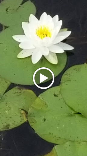 Tourist Attraction «Governor Ames Estate», reviews and photos, 35 Oliver St, North Easton, MA 02356, USA