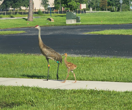 Performing Arts Theater «Osceola Arts», reviews and photos, 2411 E Irlo Bronson Memorial Hwy, Kissimmee, FL 34744, USA