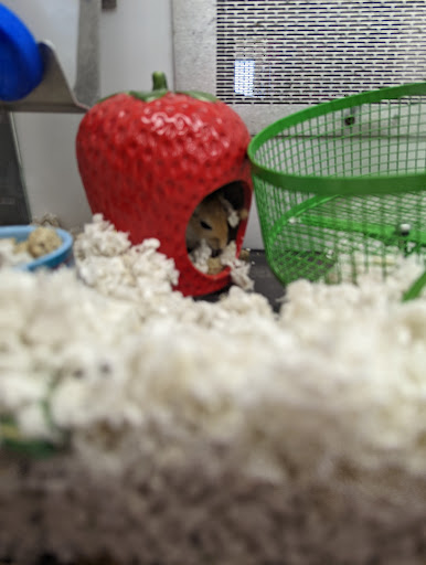 Pet Supply Store «Petco Animal Supplies», reviews and photos, 1250 William D Tate Ave #200, Grapevine, TX 76051, USA