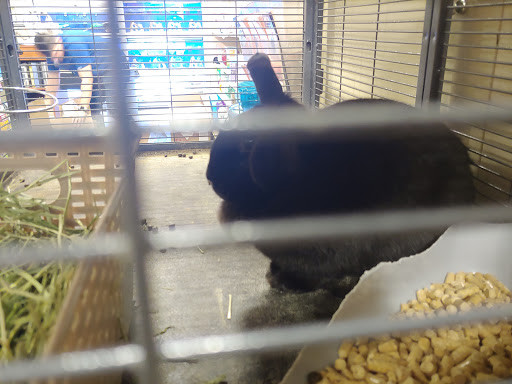 Pet Supply Store «PetSmart», reviews and photos, 7290 W Bell Rd, Glendale, AZ 85308, USA