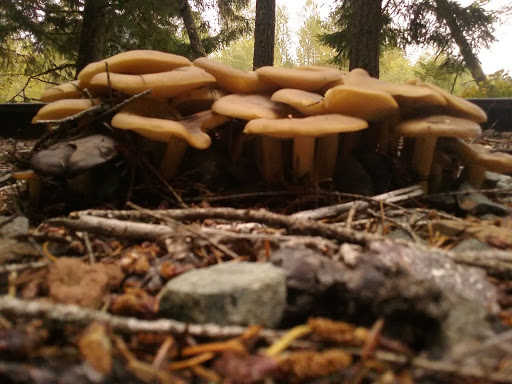 Tourist Attraction «Museum and Event Grounds for Mt. Rainier Railroad and Logging Museum», reviews and photos, 349 Mineral Creek Rd S, Mineral, WA 98355, USA