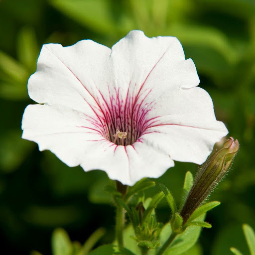 Winery «Turdo Vineyards», reviews and photos, 3911 Bayshore Rd, Cape May, NJ 08204, USA