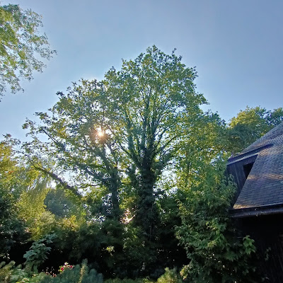 L'Arbre & Nous élagage à Rambouillet