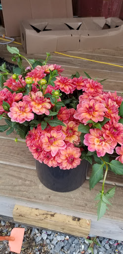 Florist «Pinewood and Posies», reviews and photos, 4547 White Oak Rd, Paradise, PA 17562, USA