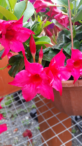 Florist «Kimrik Garden Center», reviews and photos, 1135 Beaver Valley Pike, Lancaster, PA 17602, USA