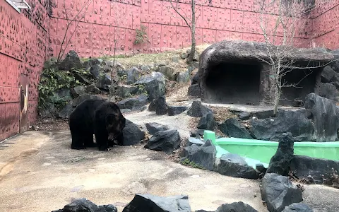 Bear Enclosure image