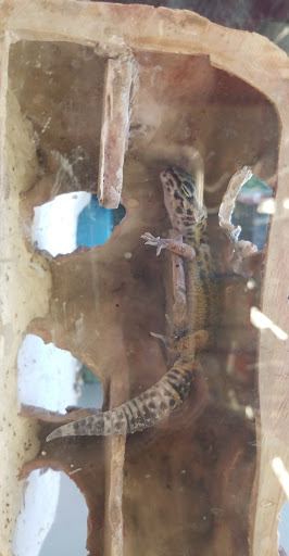 Pet Supply Store «Petco Animal Supplies», reviews and photos, 6595 N Illinois St, Fairview Heights, IL 62208, USA