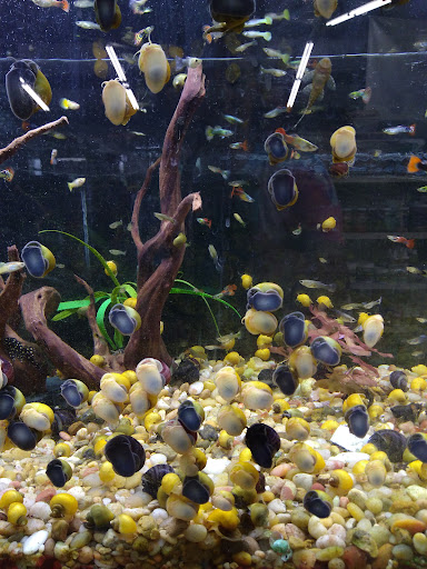 Pet Store «Fishland», reviews and photos, 205 St Louis St, West Plains, MO 65775, USA