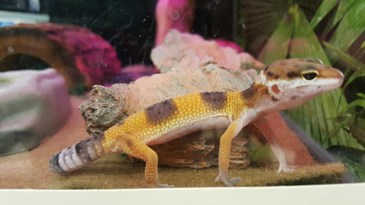 Pet Supply Store «PetSmart», reviews and photos, 5900 Carlisle Pike, Mechanicsburg, PA 17050, USA