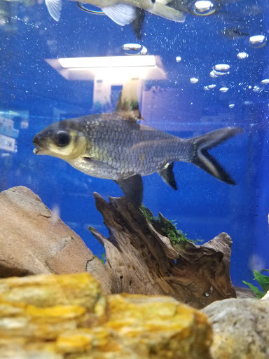 Tropical Fish Store «Aquatic Wildlife Co», reviews and photos, 70 Buckland Rd, South Windsor, CT 06074, USA