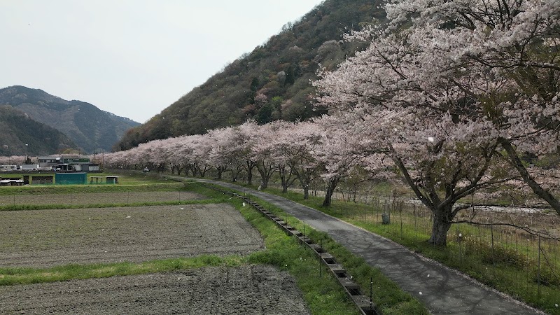 安富町植木野桜並木