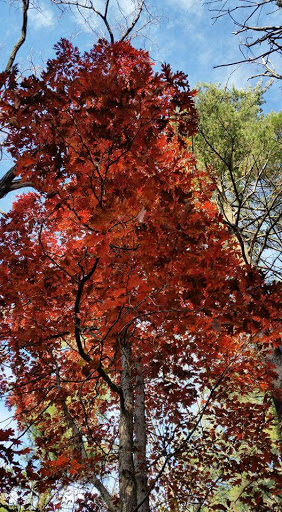 Nature Preserve «Thorn Creek Woods Nature Preserve», reviews and photos, 247 Monee Rd, Park Forest, IL 60466, USA