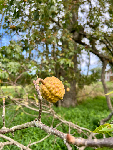 National Park «Hampton National Historic Site», reviews and photos, 535 Hampton Ln, Towson, MD 21286, USA