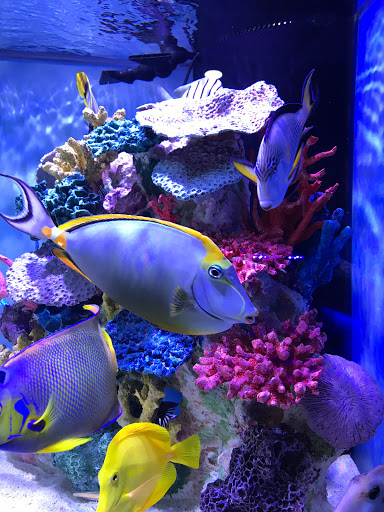 Aquarium «Nemos Aquarium», reviews and photos, 4051 Stone Mountain Hwy, Snellville, GA 30039, USA