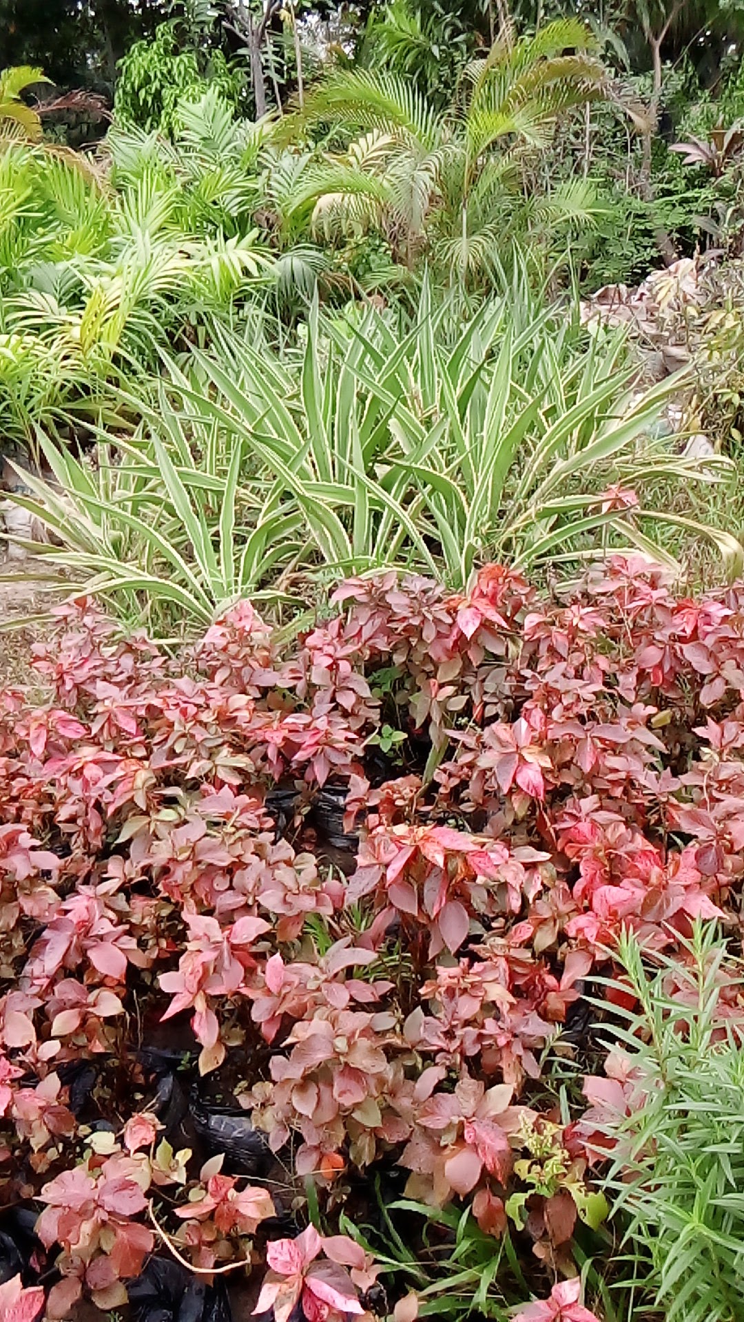 abbas garden