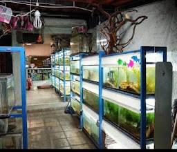 Acuario cardumen photo