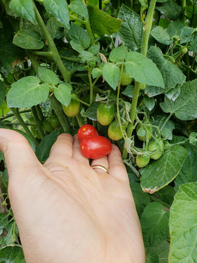 Health Food Store «Vineyard Grocer», reviews and photos, 294 State Rd, Vineyard Haven, MA 02568, USA